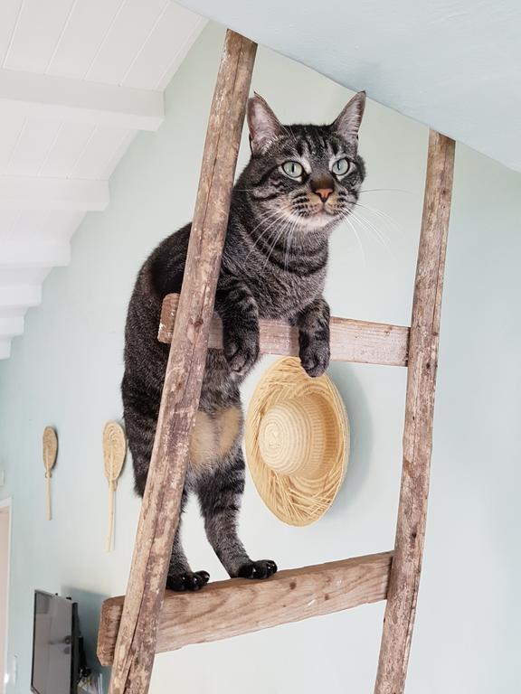 Gato Preto De Silves - Adults Only住宿加早餐旅馆 外观 照片